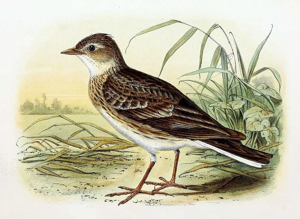 A detailed vintage illustration of a small brown bird standing on the ground near tall grass.