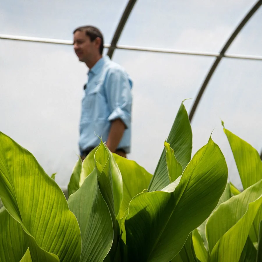 A person standing behind large green plants inside a greenhouse.