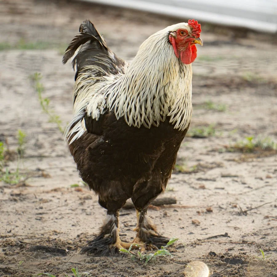 A rooster standing on dirt ground with sparse grass, showing black and white feathers, a red comb, and a yellow beak.