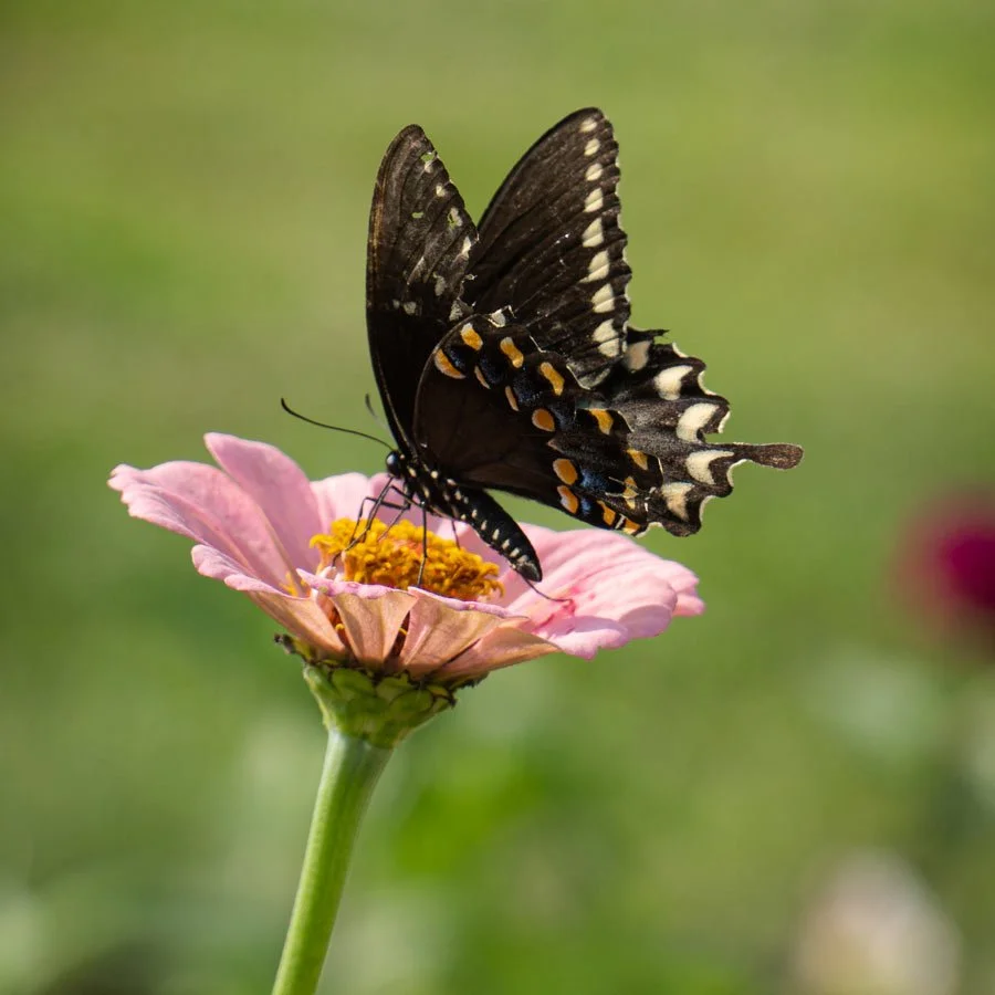 A black butterfly with orange spots perched on a pink flower with yellow center, green background.