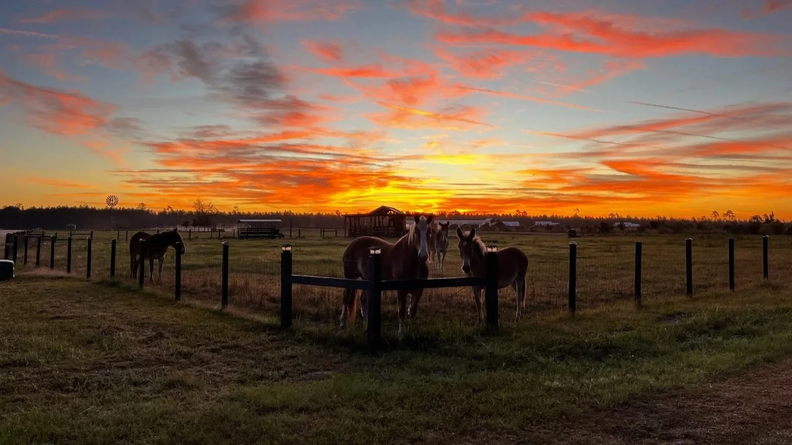 Local Cowgirls Put the “Care” in Animal Care
