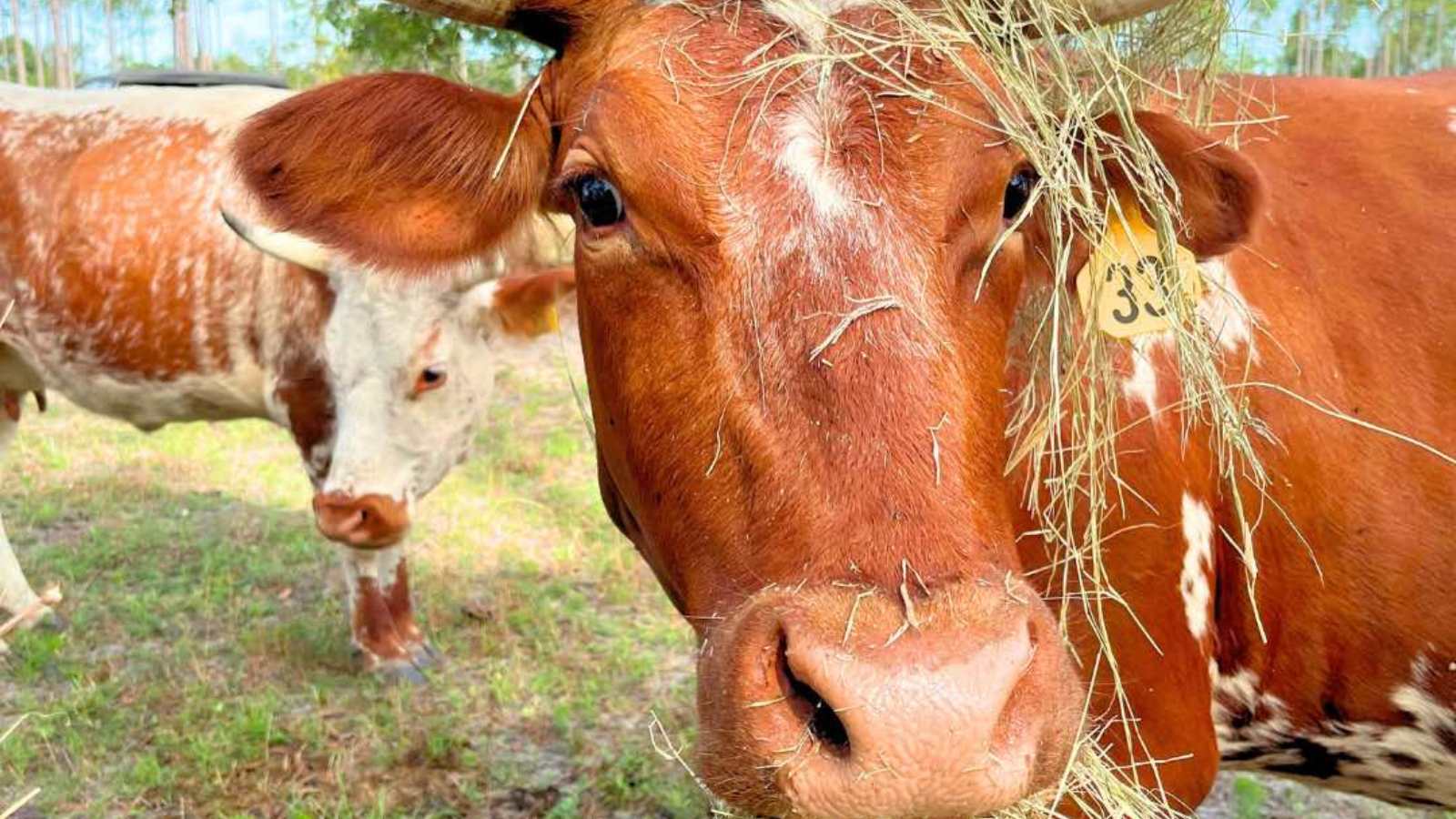 Calling All Cowboys &amp; Cowgirls: Join Our Team!