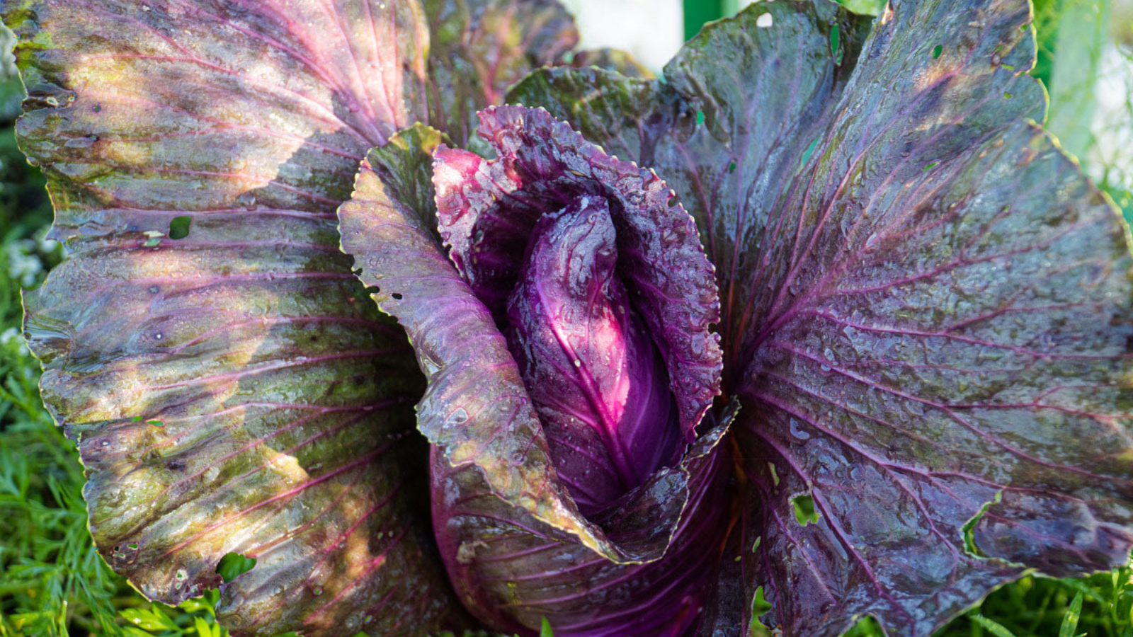 Blending Beauty With Functionality