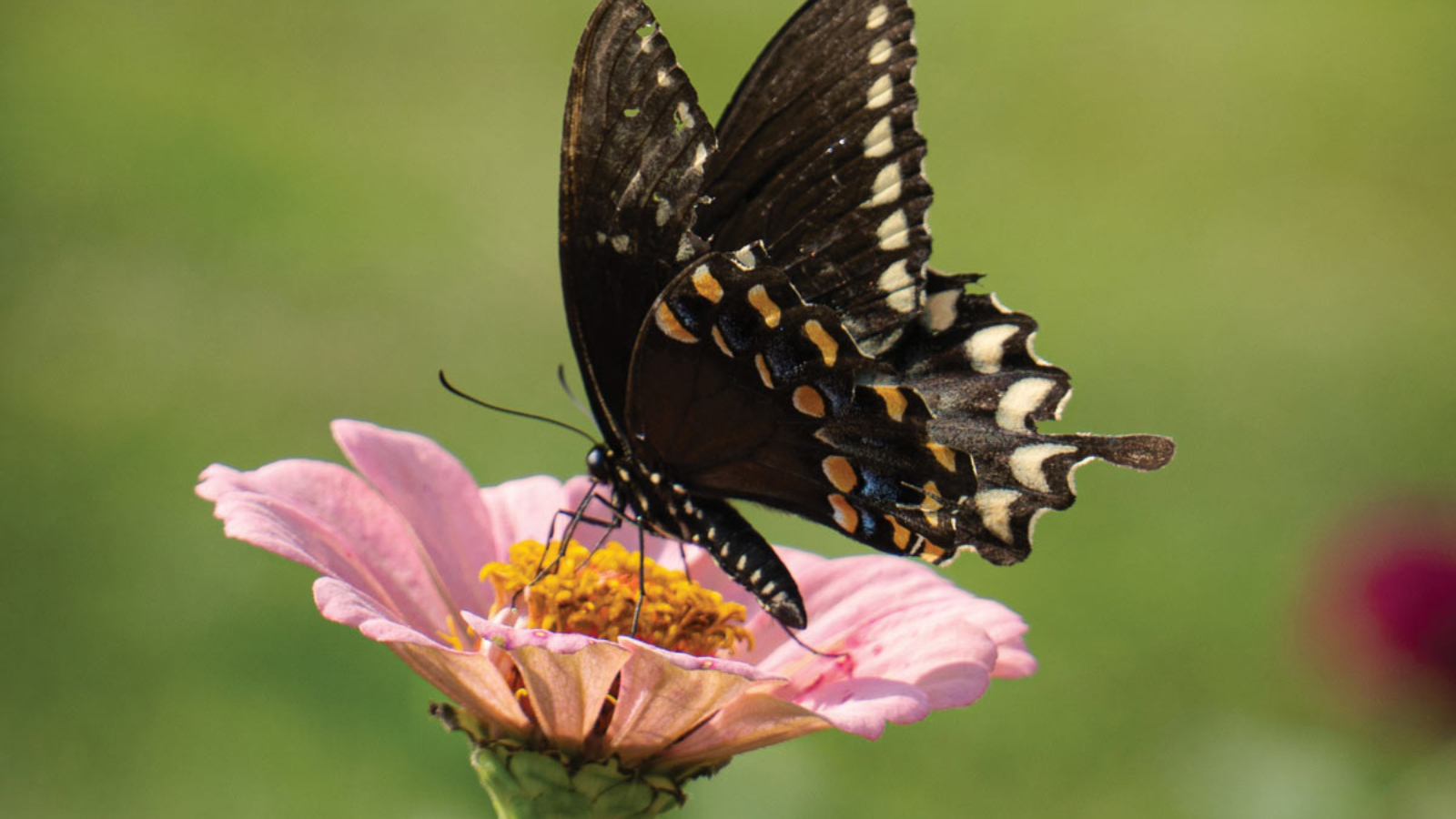 The Healthiest Place on Earth™