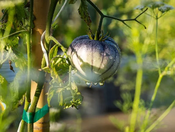 A growing green and purple striped tomato on the vine with water droplets, supported by a stake and surrounded by green leaves.
