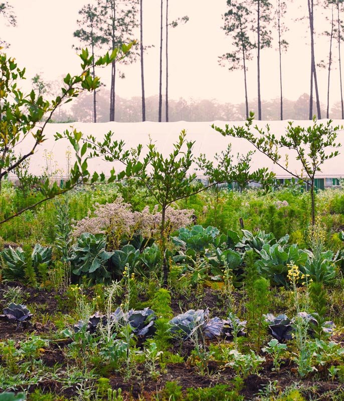 A lush vegetable garden with various green leafy plants, smaller bushes, and a net covering in a rural outdoor setting with tall trees in the background.