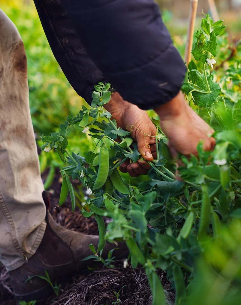 Close-up of a person's hands harvesting green peas from a pea plant in a garden or farm.