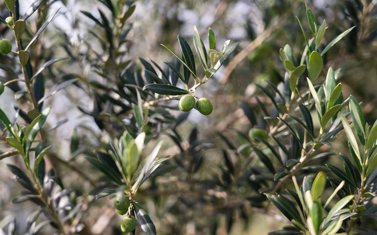 Close-up of olive tree branches with small green olives.