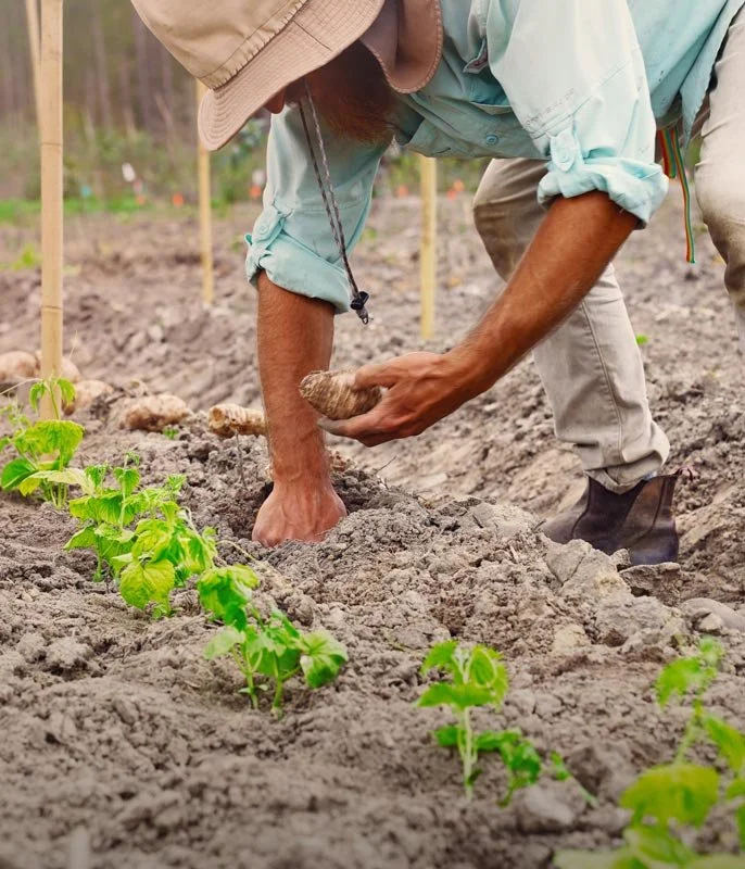 A person planting a sweet potato in the soil in a garden with young green plants growing nearby.