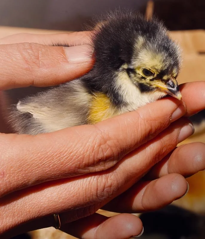 A person's hand holding a tiny, fluffy chick with black, yellow, and white feathers.