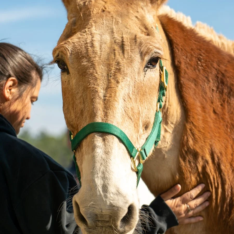 A woman gently petting a large tan and white horse with a green halter outdoors on a sunny day.