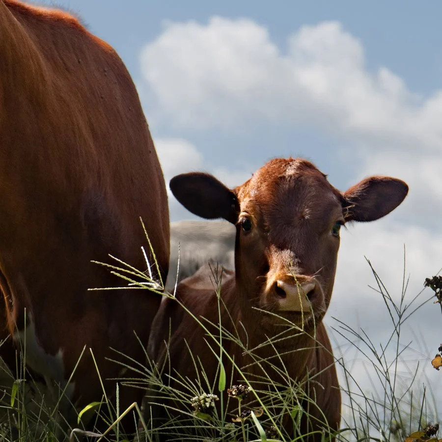 A close-up of a young brown cow standing in a grassy field under a partly cloudy sky.