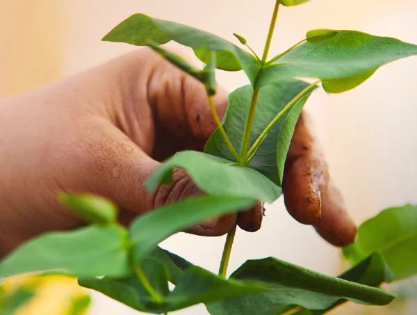 Person holding a young green plant with large leaves and a thin stem.