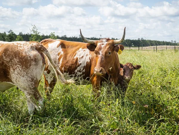 Cow and calf standing in green field on a cloudy day.