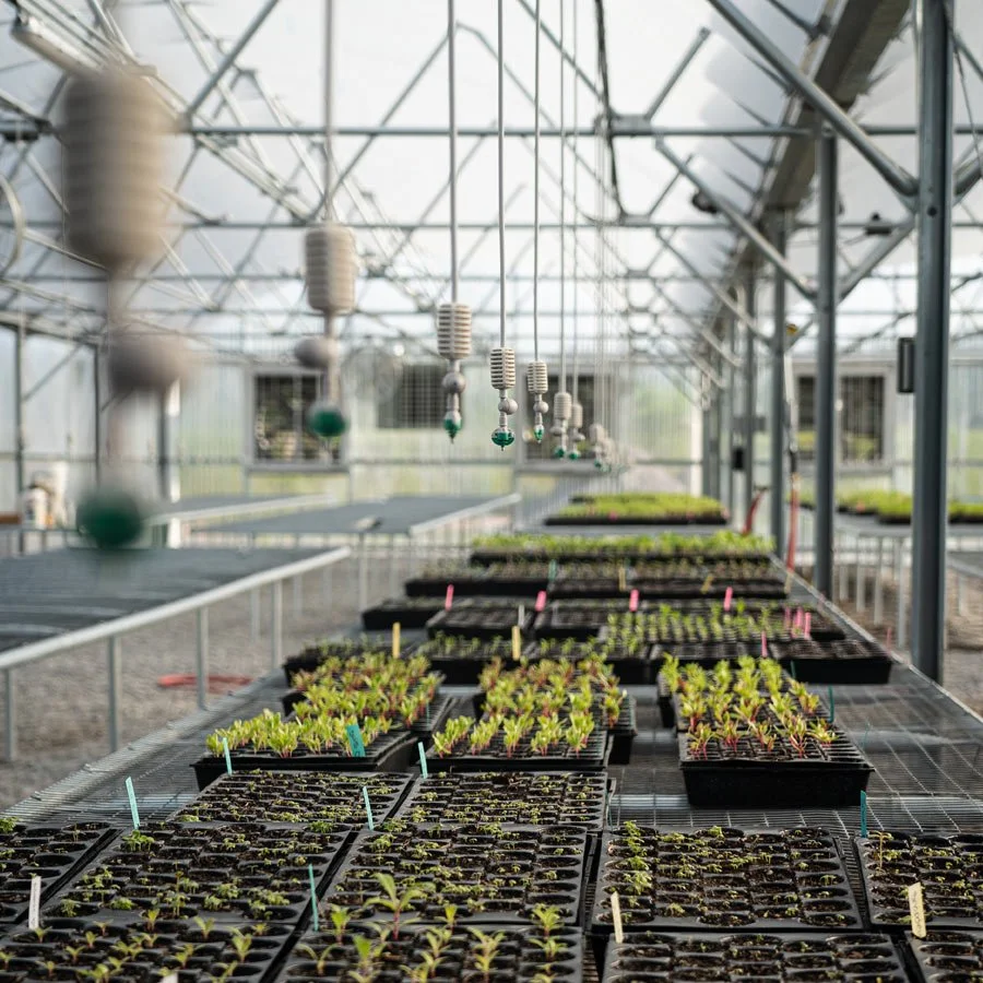 Rows of young plants growing in trays inside a greenhouse with irrigation equipment hanging from the ceiling.