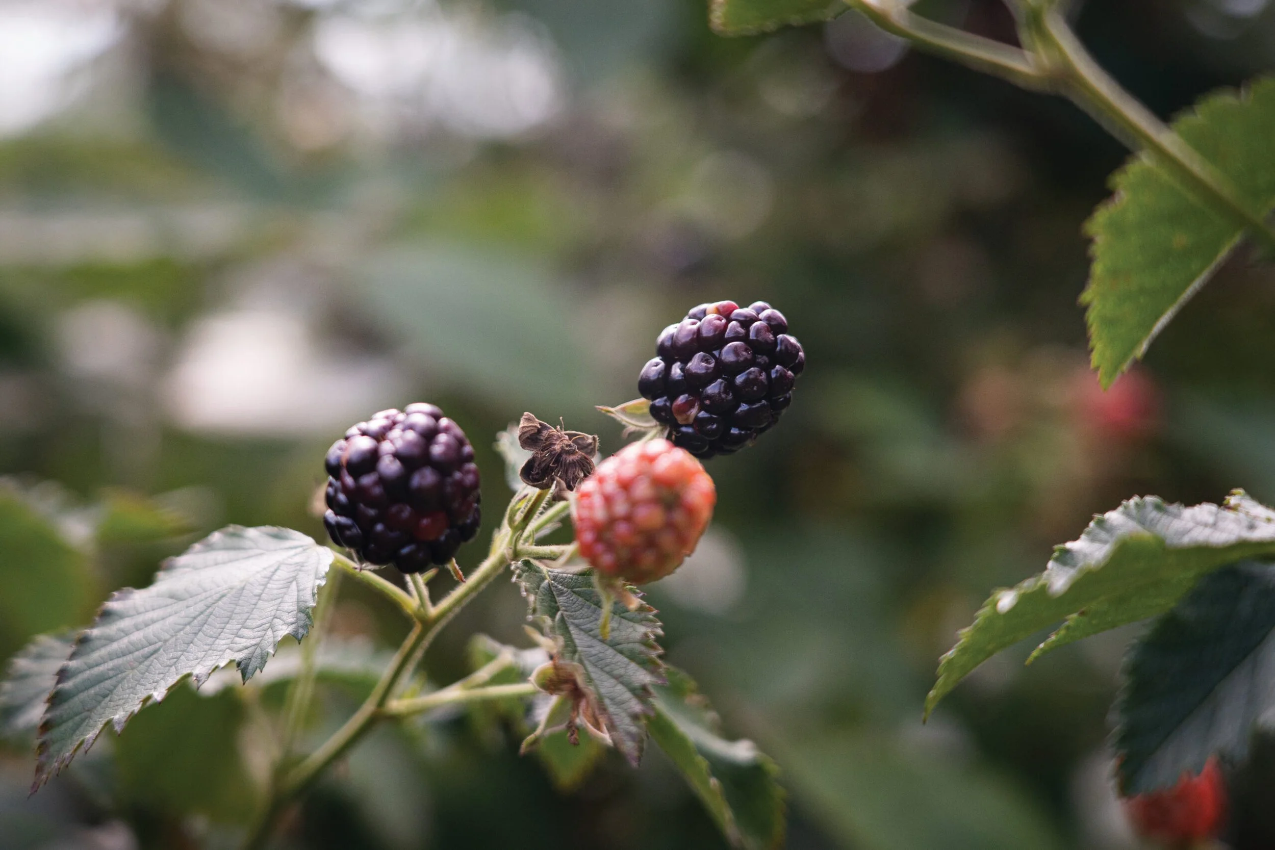 Close-up of ripening blackberries on a bush with green leaves, some berries are ripe black while others are still red.