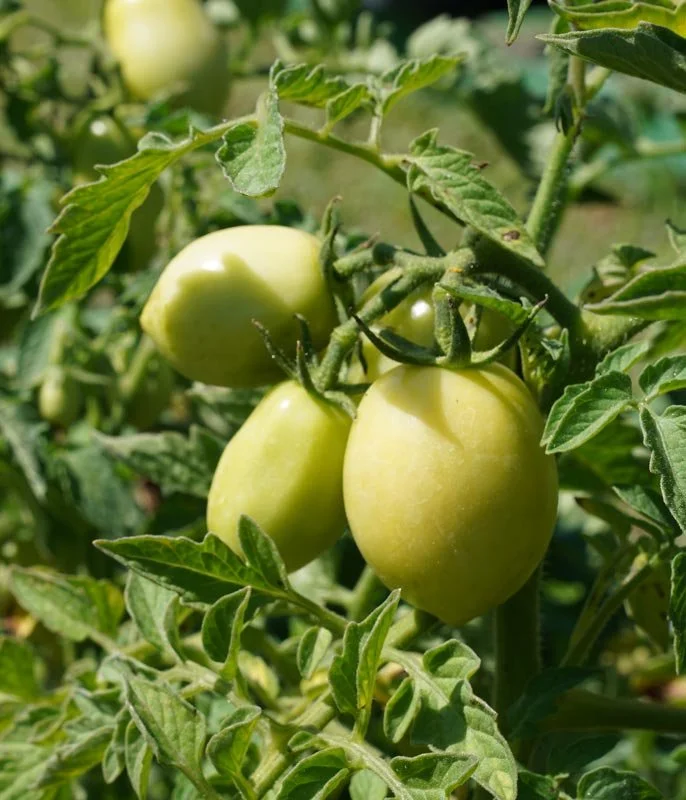 Unripe green tomatoes growing on a vine among green leaves.
