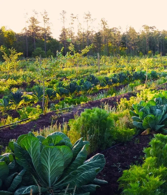 A vibrant vegetable garden with rows of leafy greens like cabbage and lettuce, set in a rural area with a tree line in the background, under a clear sky.