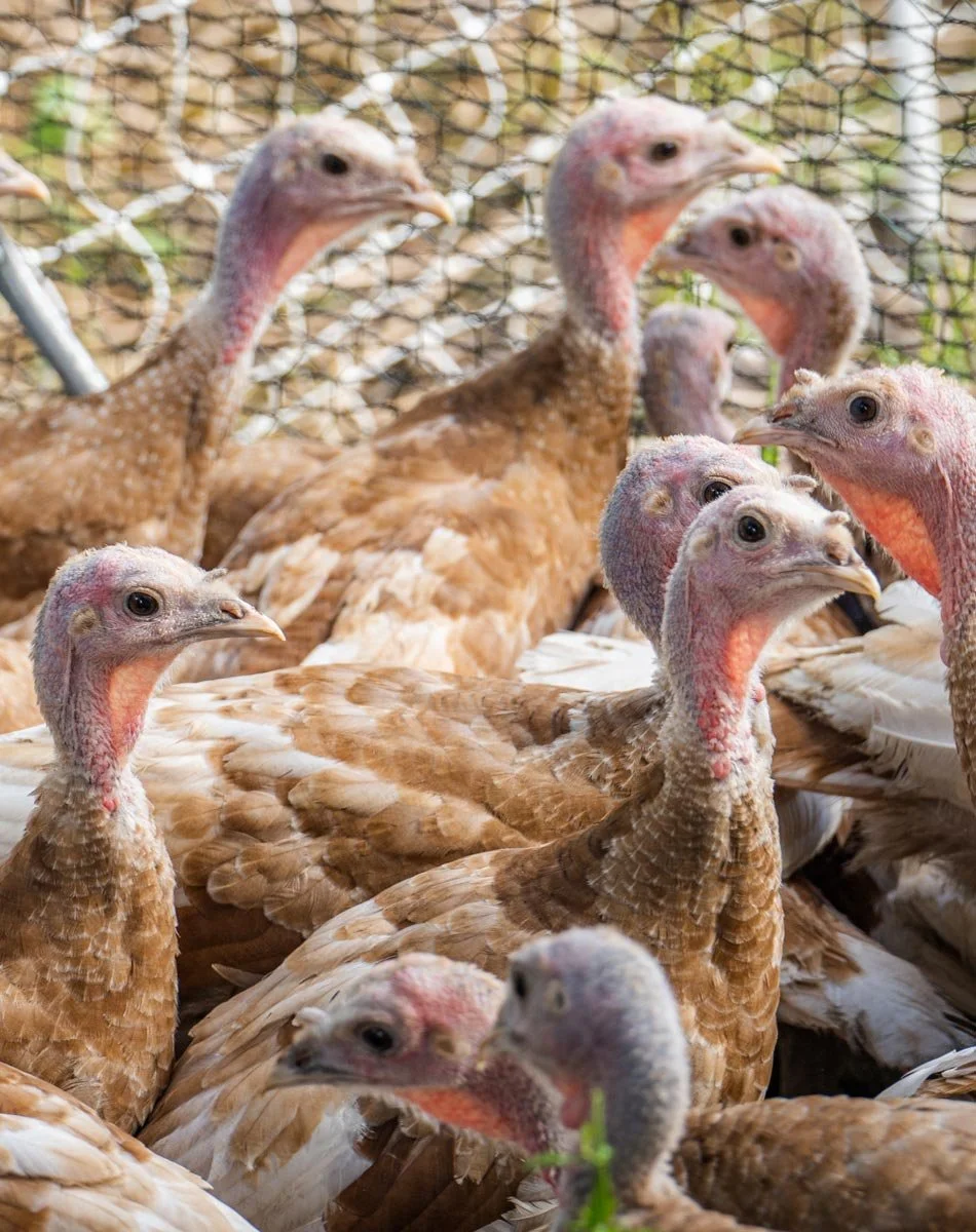 Group of young turkeys inside a penned area.