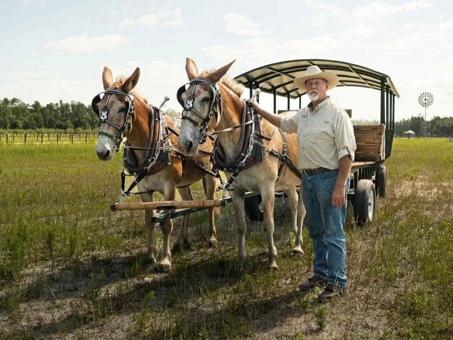 A man in a cowboy hat and jeans standing next to two horses attached to a covered wagon in an open field with a windmill in the distance.