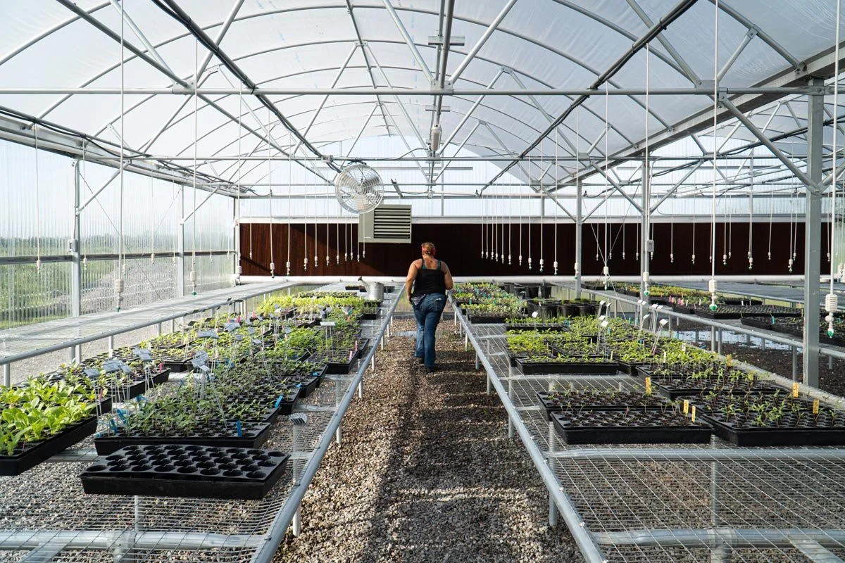 A person walking through a greenhouse with rows of potted plants on metal shelves.