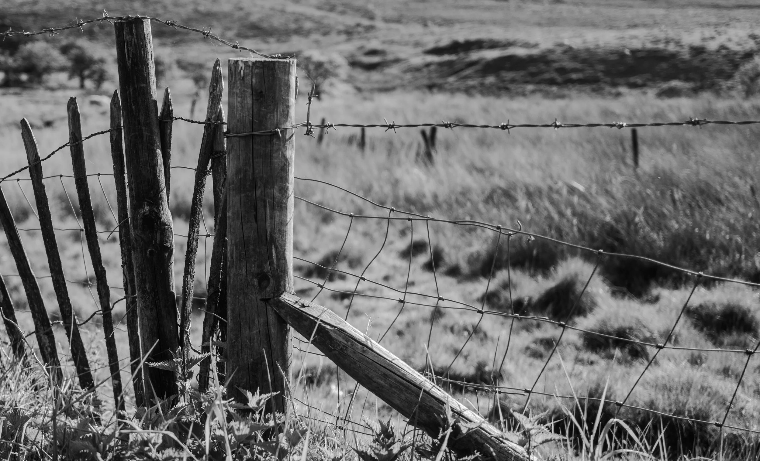 L1003186.jpg