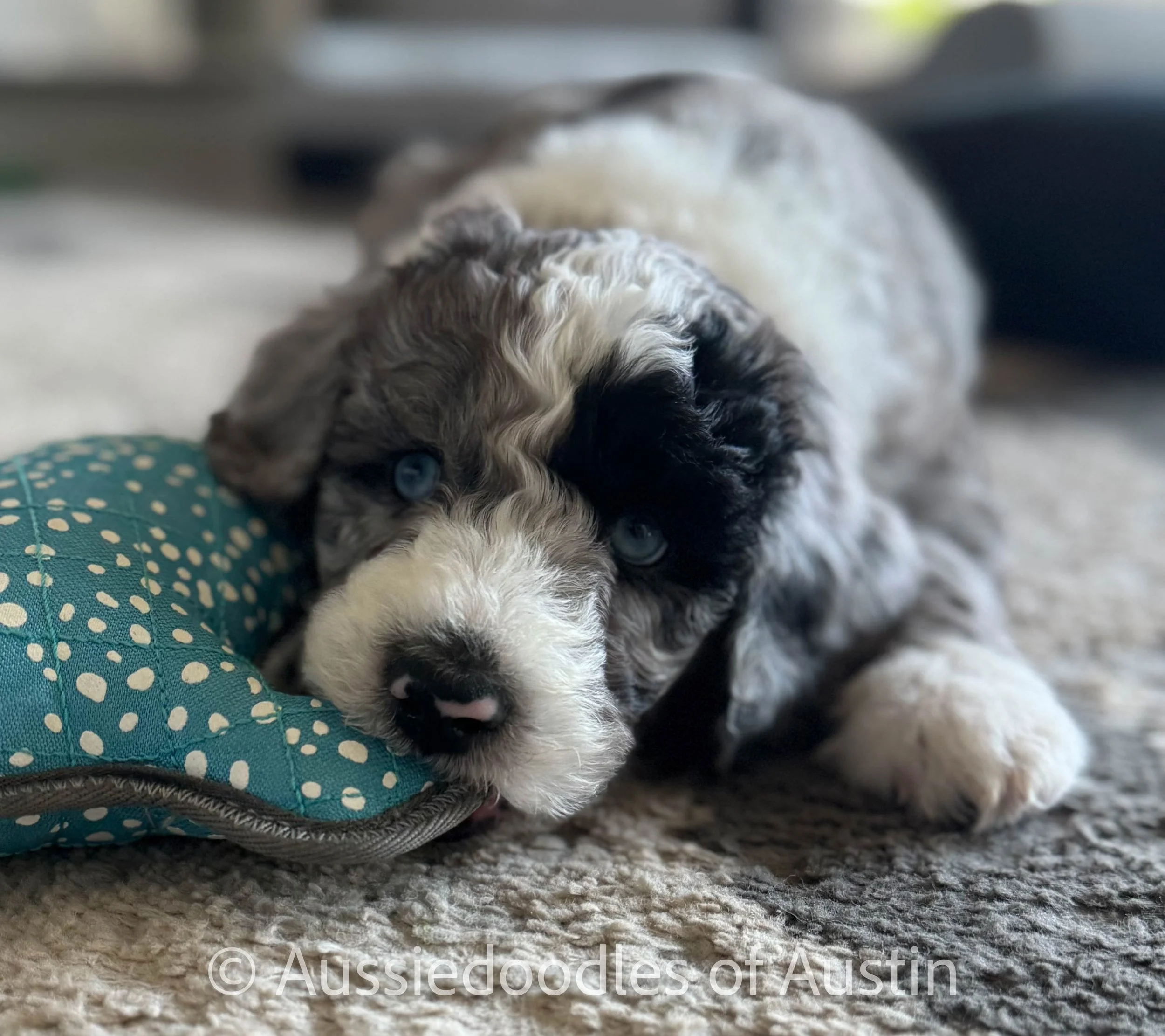 Mini Aussiedoodle vs Mini Bernedoodle: Which Is Right for Your Family in Alabama?