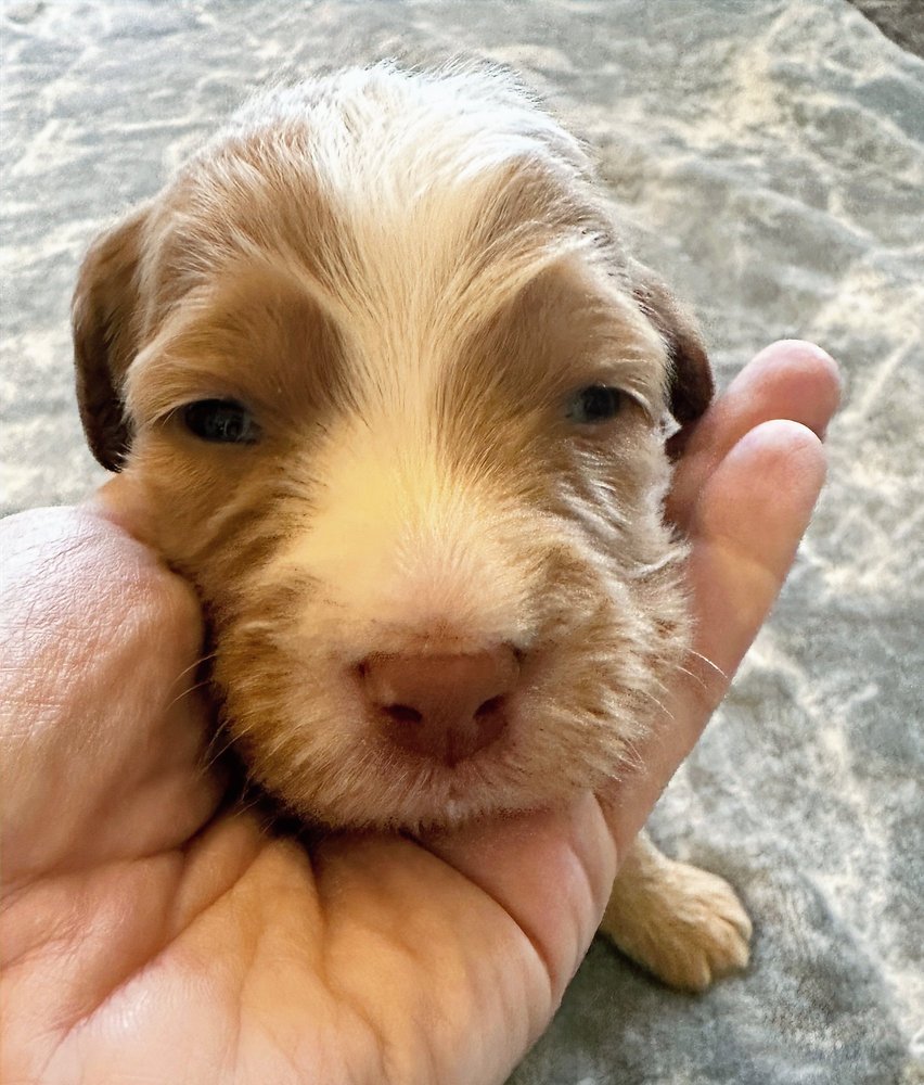 How to Choose the Right Doodle Puppy | Mini Bernedoodle &amp; Aussiedoodle Alabama, Atlanta &amp; Nashville