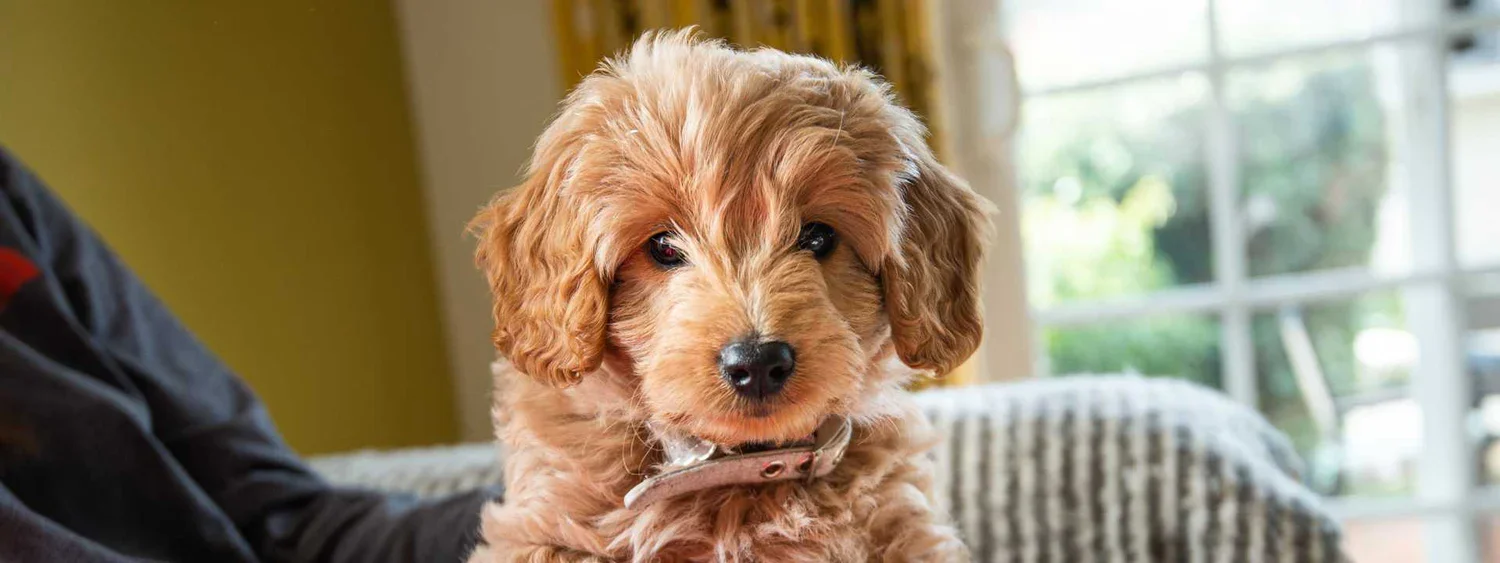🐶 Before You Send a Deposit: The Ultimate Safe Guide to Buying a Puppy Online Without Getting Scammed