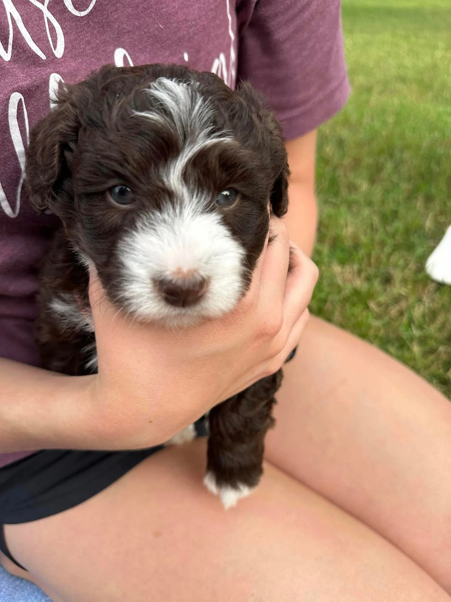 🌐 How to Tell if a Puppy Website Is Fake in 2026