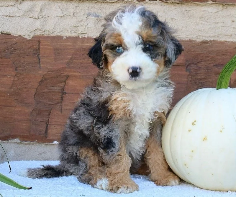 The Most Searched Puppy Training Topics: Separation Anxiety, Basic Commands, and Leash Training Every Family Should Master