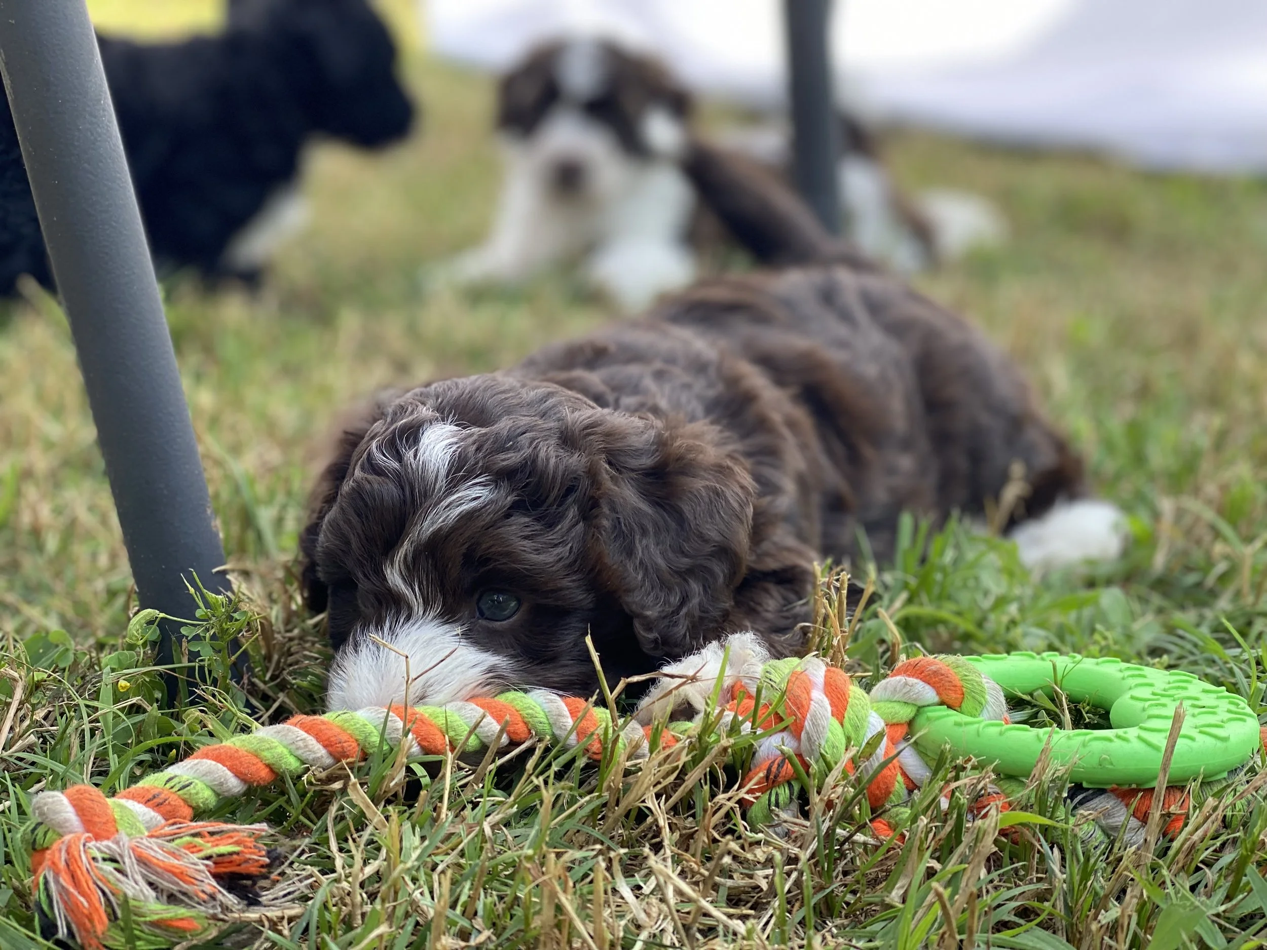 🐶💛 6 Ways You May Be Hurting Your Dog Without Even Realizing It 😳🐾