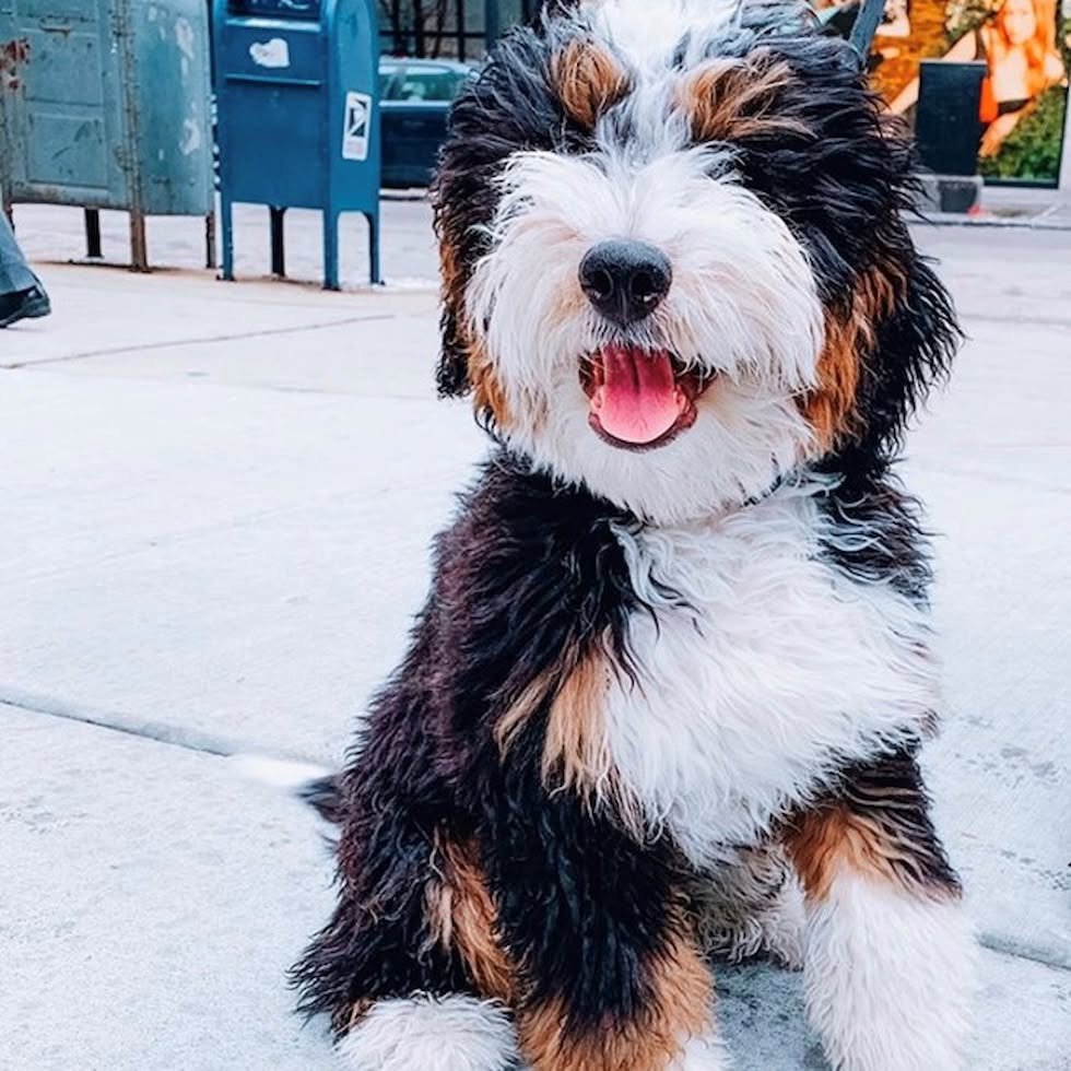 🐶✨ 5 Words Dogs Know You’re Saying (And What They Really Think It Means)