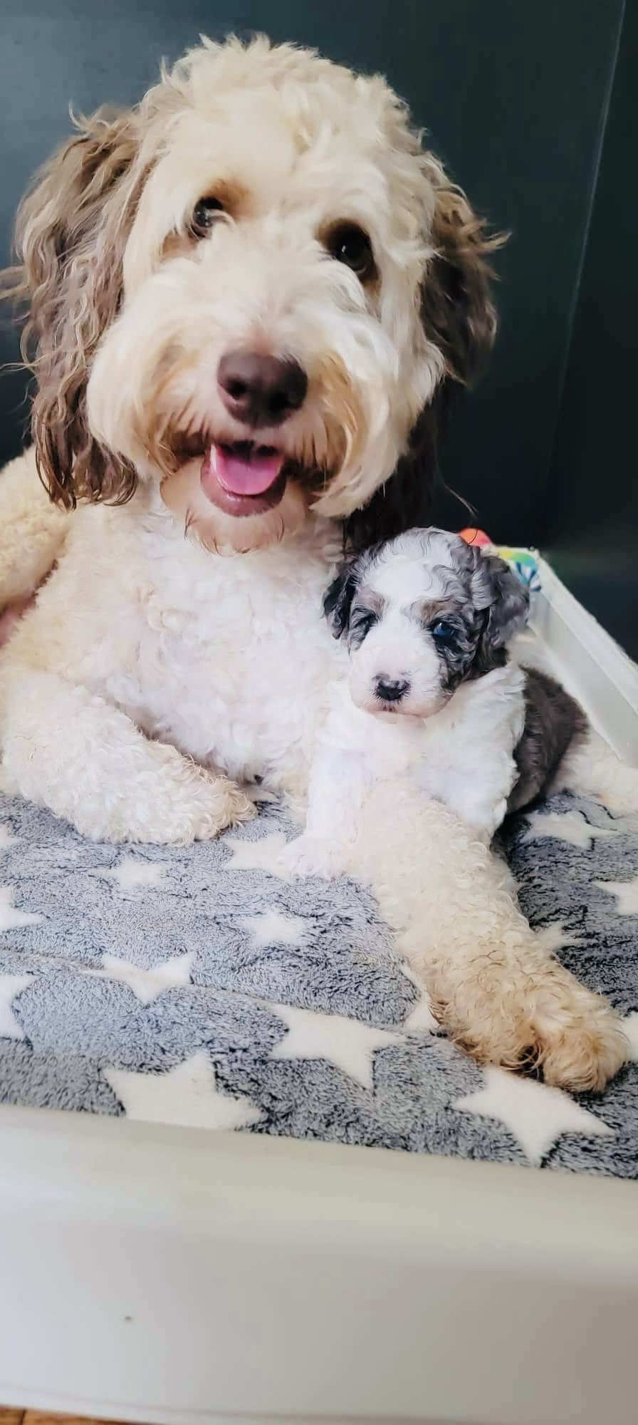 What Your Dog Really Feels When You Leave the House 🐶💔🚪