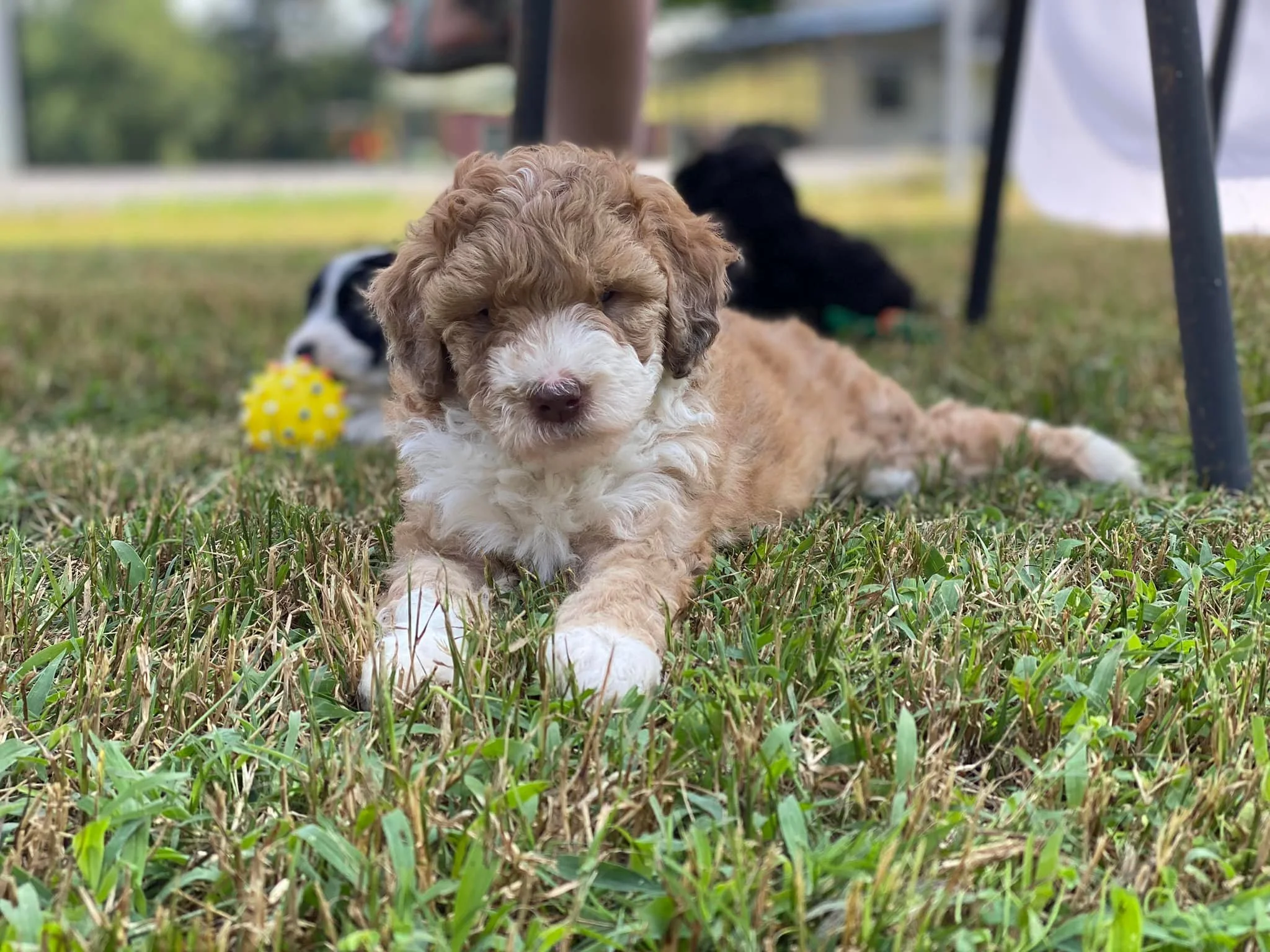 🐶🏡 Bringing Home Your New Puppy: The Ultimate First Days Survival Guide