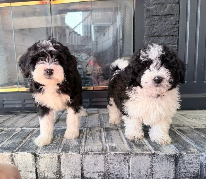 🐶🏡 A DIY Program to Teach Your Puppy How to Live in a Human Household