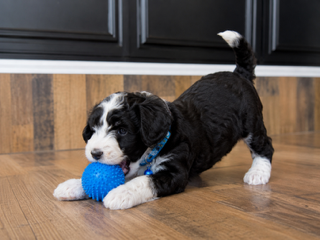 🐾 22 Puppies, One Incredible Journey: What an Amazing Puppy Cycle! 🐾