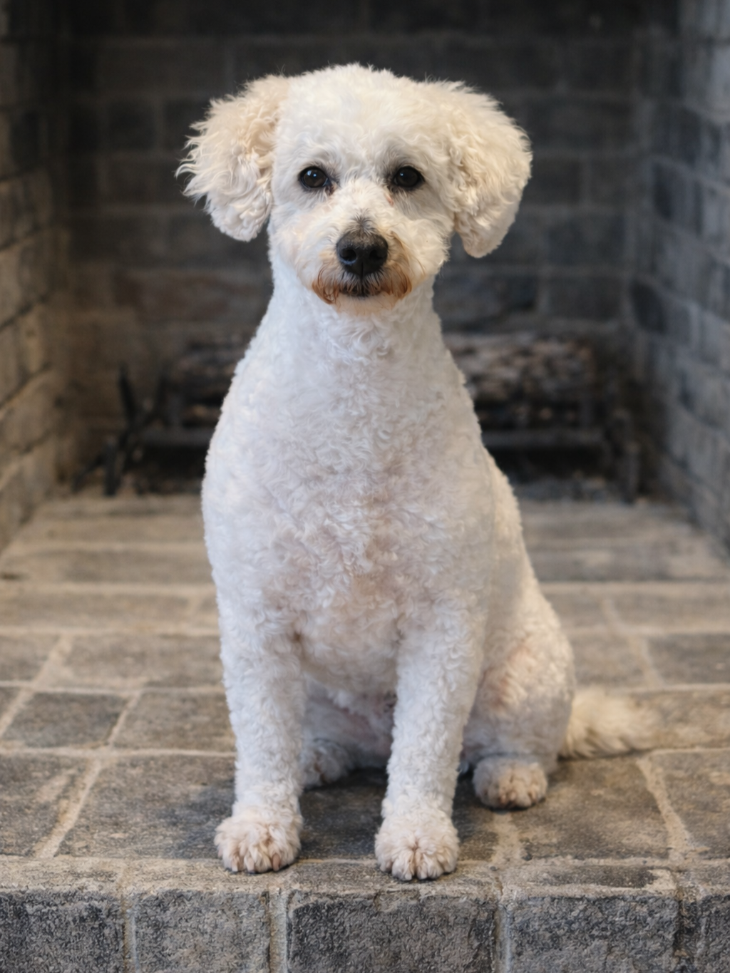 A white, curly-haired dog sitting on a stone hearth in front of a brick fireplace.