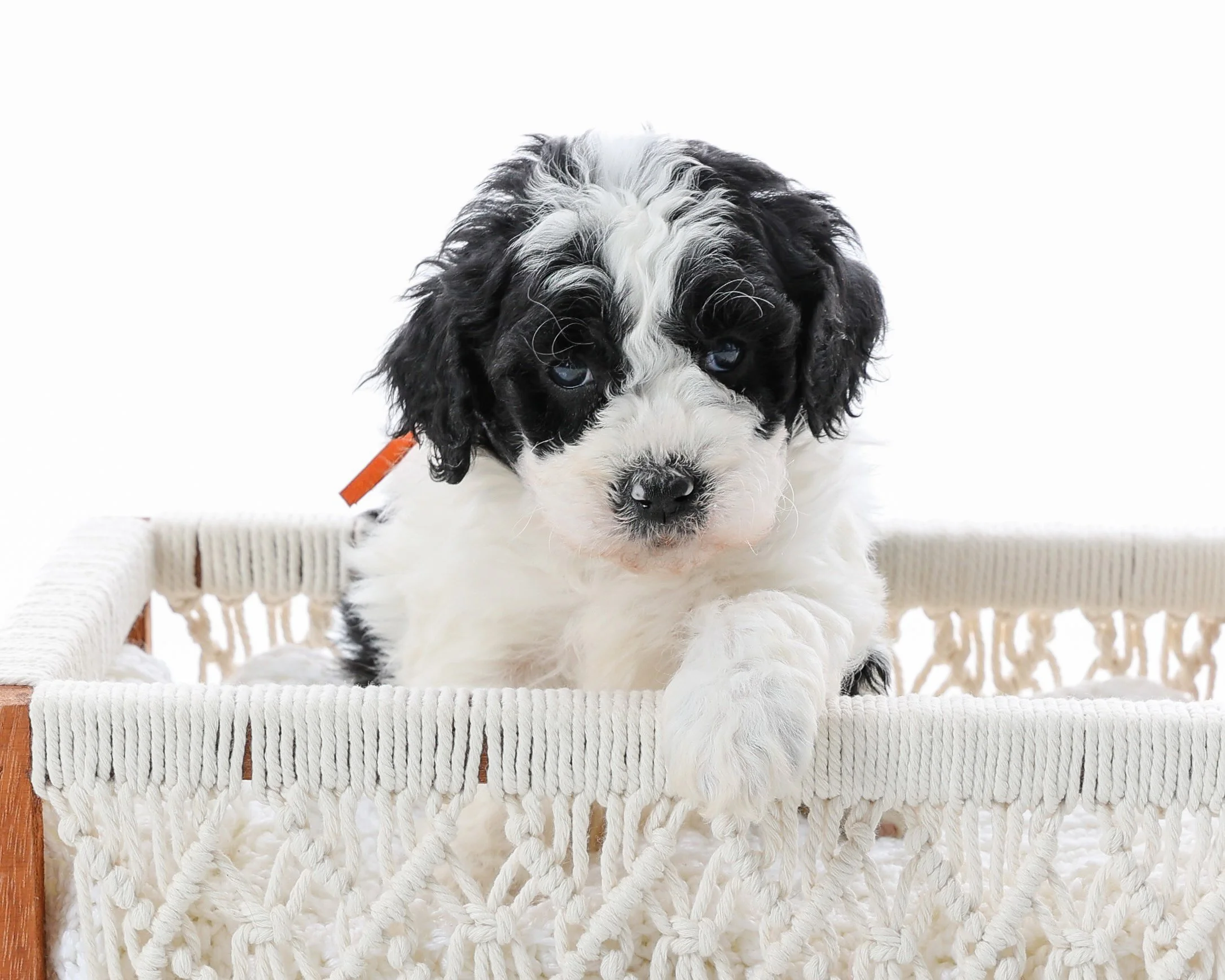 Carmille Frazier Pup 1.jpg