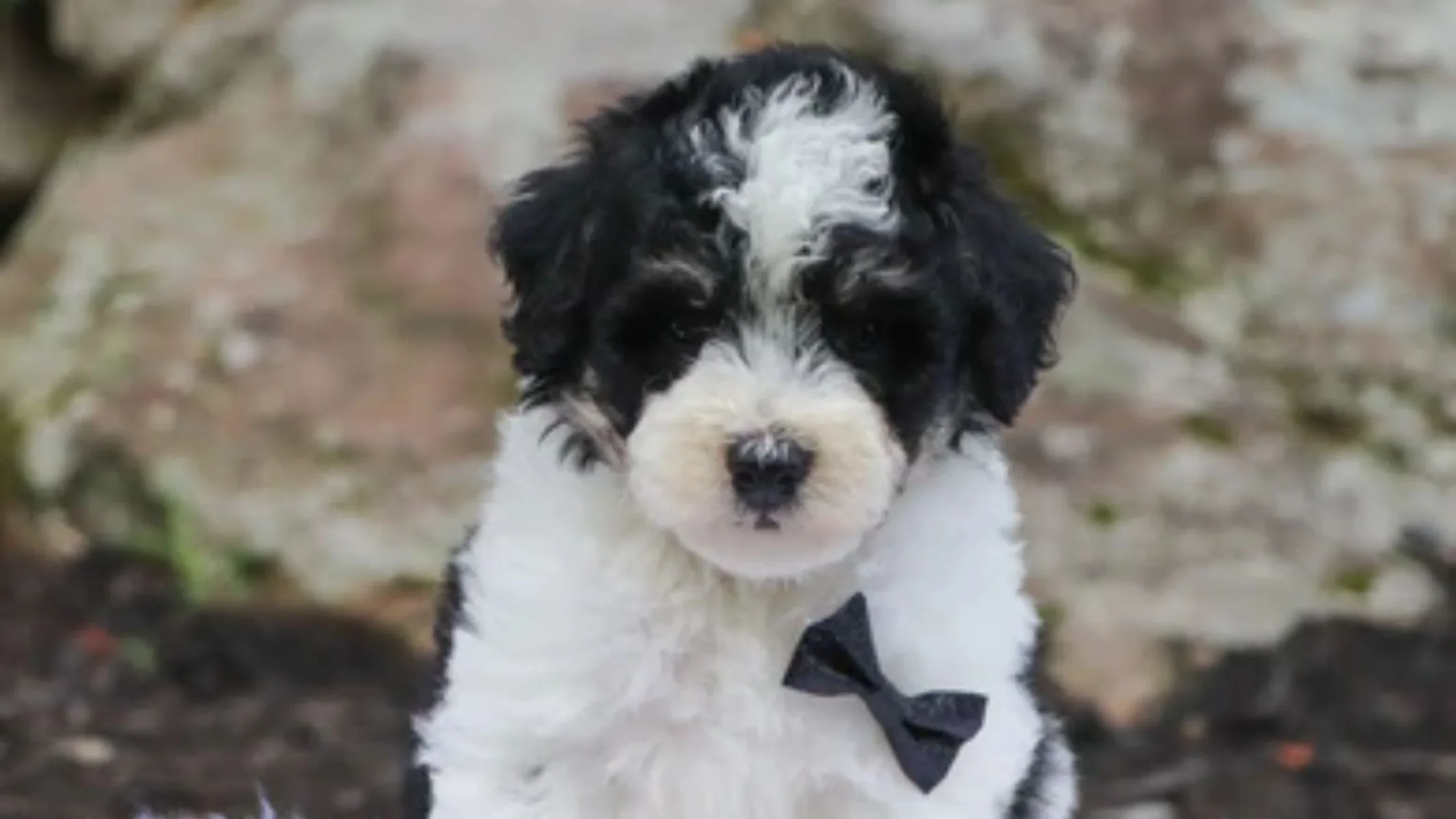 Mini Bernedoodle puppy for sale in Alabama – Home Sweet Home Doodles