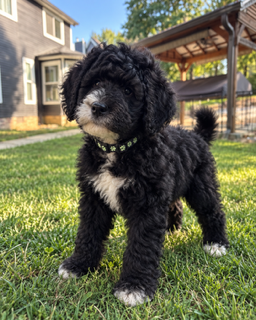 Meet Female Balck Collar w/paw prints