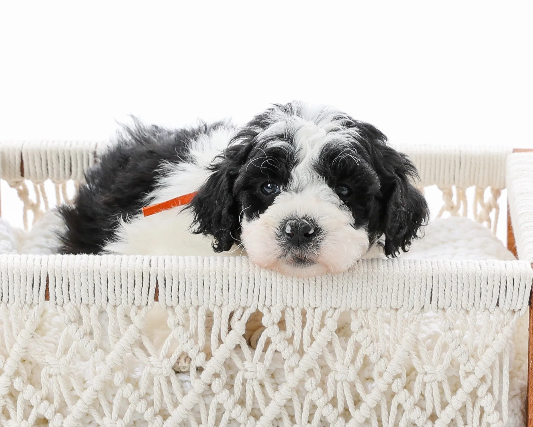 Carmille Frazier Pup 2.jpg