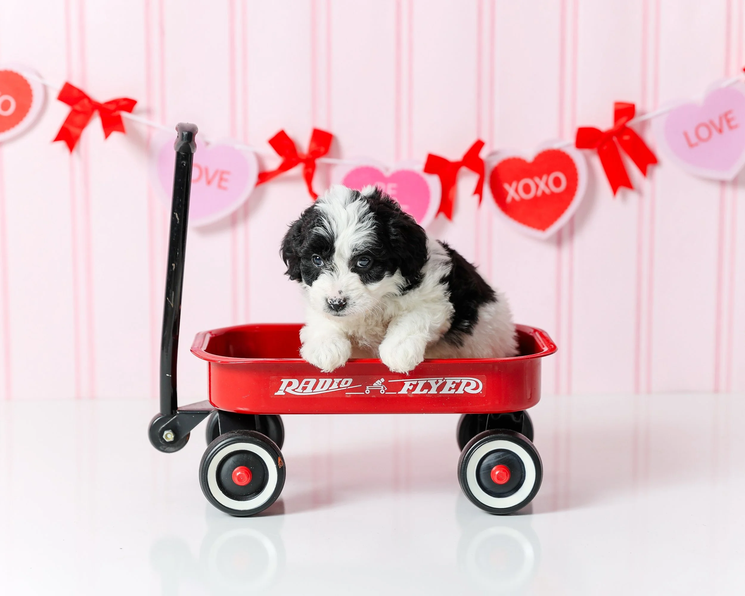 Boy 5: Mini Aussiedoodle