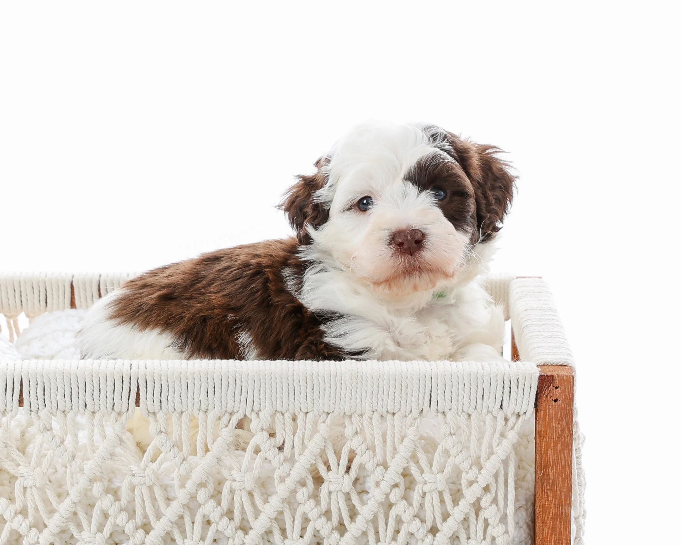 A cute, fluffy puppy with brown and white fur lying inside a woven basket against a white background.