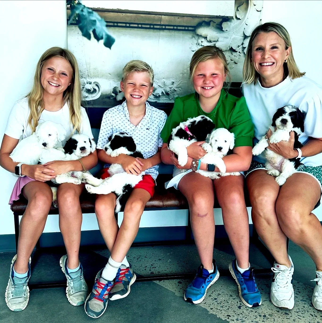 Mini Bernedoodle puppy for sale in Alabama – Home Sweet Home Doodles