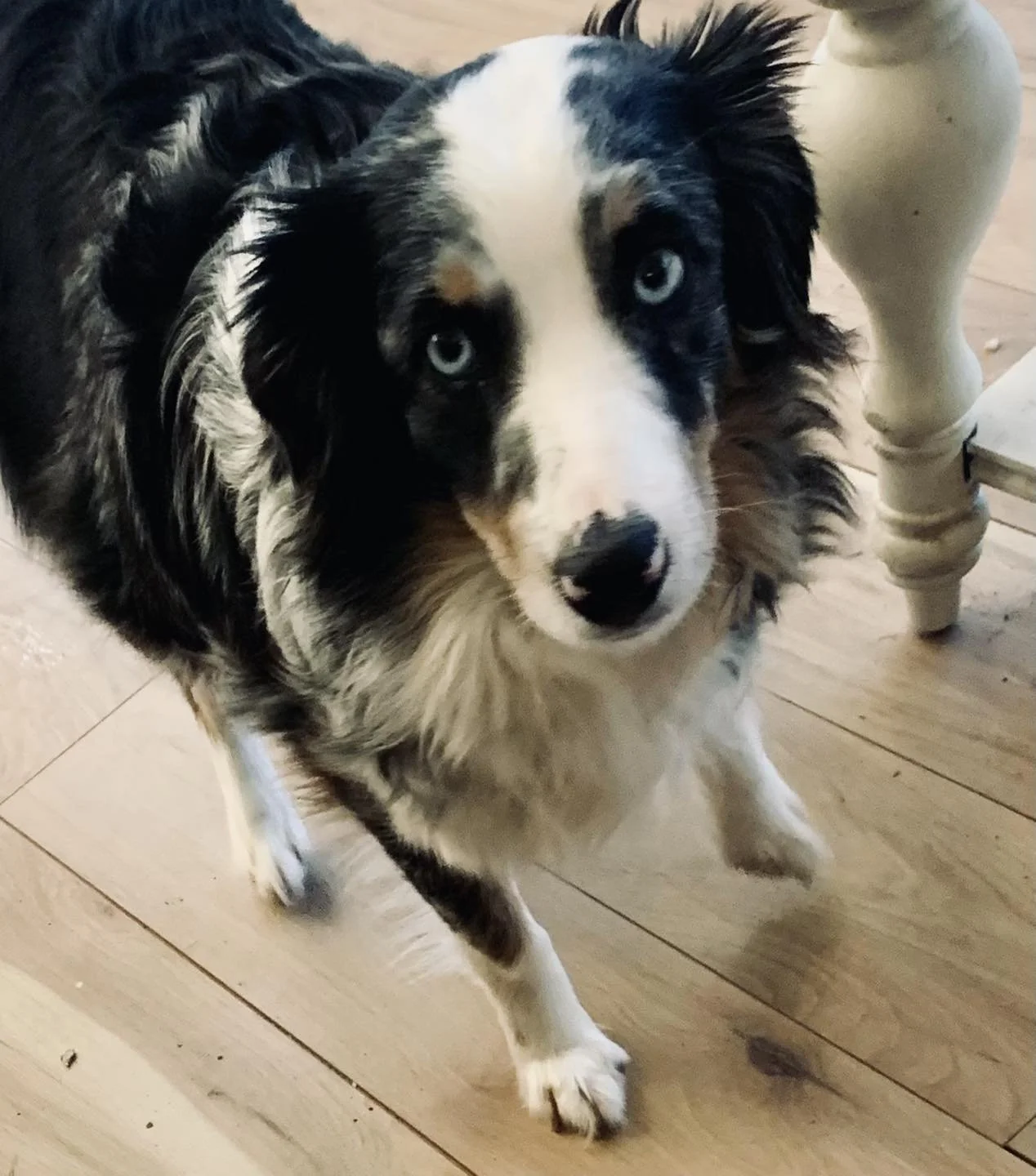 Mother - ASDR registered mini Australian Shepard