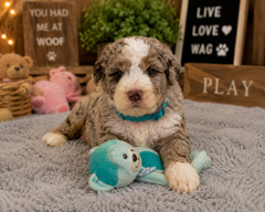 Meet Blue Collar Boy 3