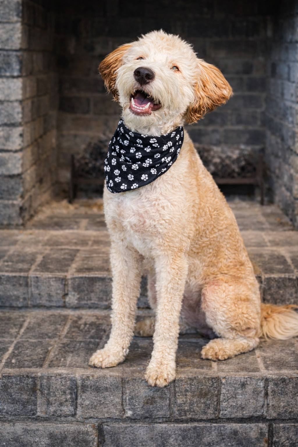 A happy cream-colored dog with curly fur, sitting on stone steps in front of a brick fireplace, wearing a black bandana with white paw prints.