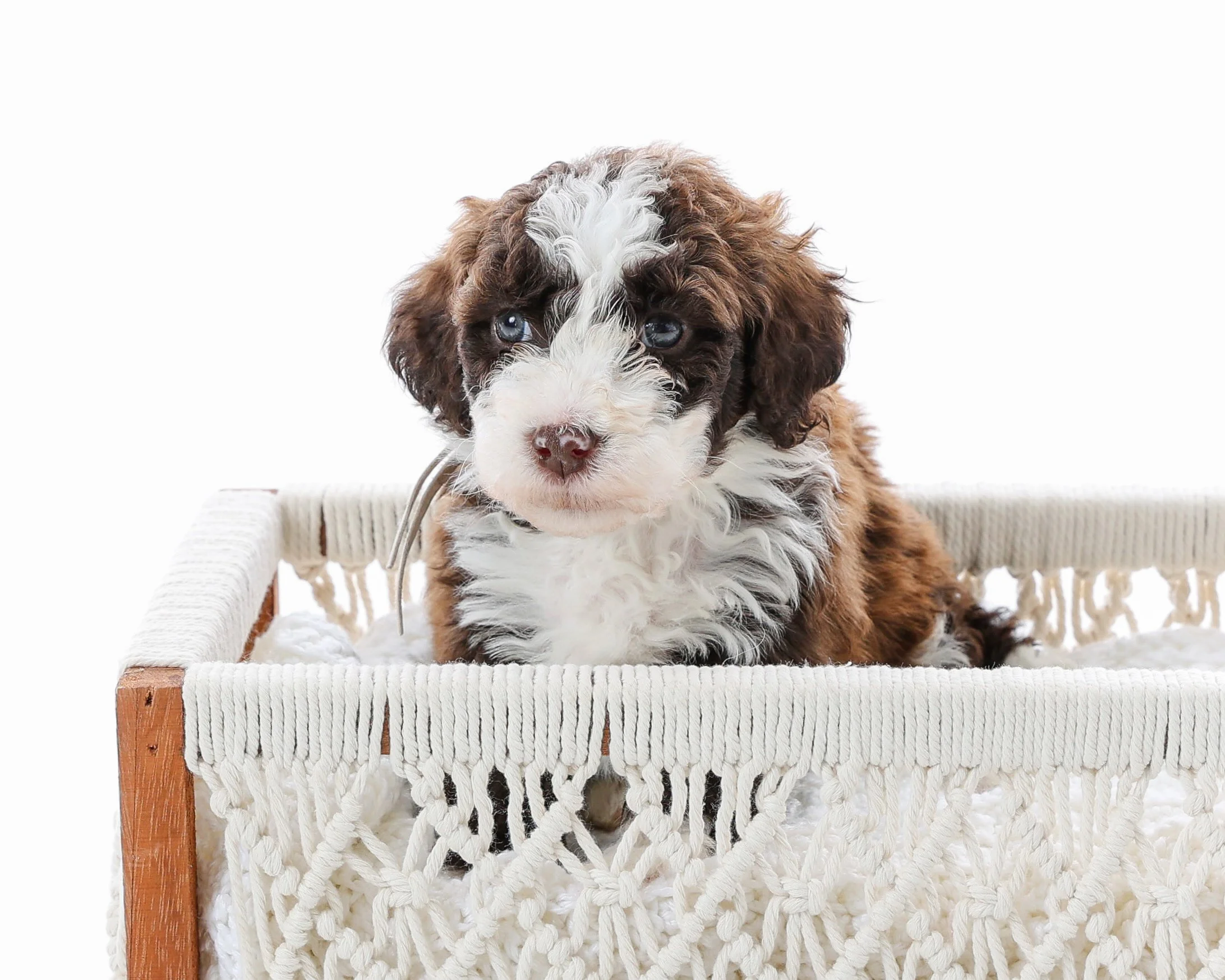 Boy 6: Mini Aussiedoodle