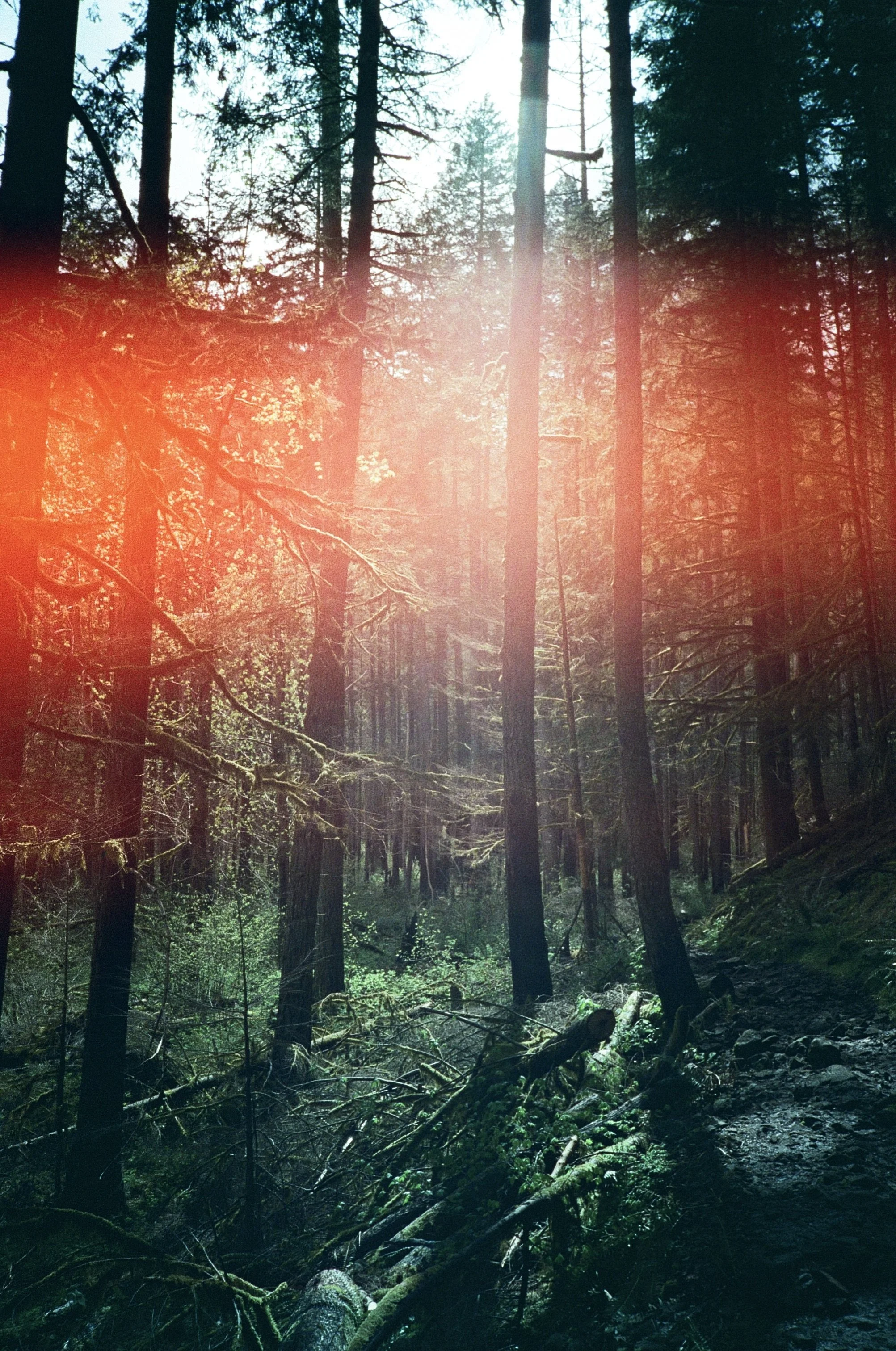 Light Leaking in the Forest by Julian Blank. 35mm Film Photography. $250. 